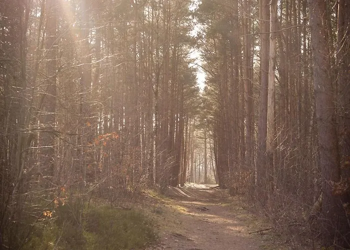 Fenced Backyard With Covered Porch And Free Bikes Chalet Doornspijk